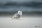 Snowy Owl, Jones Beach NY