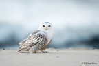 Snowy Owl, Jones Beach NY