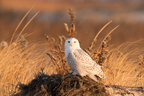 Snowy Owl, Jones Beach NY