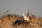 Snowy Owl, Jones Beach NY