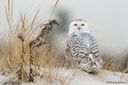 Snowy Owl - Jones Beach, NY