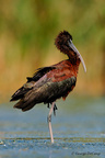 GlossyIbis