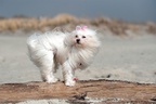 LuLu on the Beach