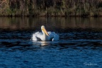 White Pelican - Huntington Beach State Park, SC