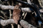 Barred Owl - Huntington Beach State Park, SC