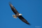 Bald Eagle soaring above Mullet Pond, Huntington Beach State Park