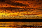 Bosque del Apache