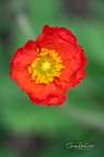 brookgreen041020 0176