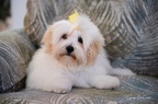 Trixie our Coton de Tulear