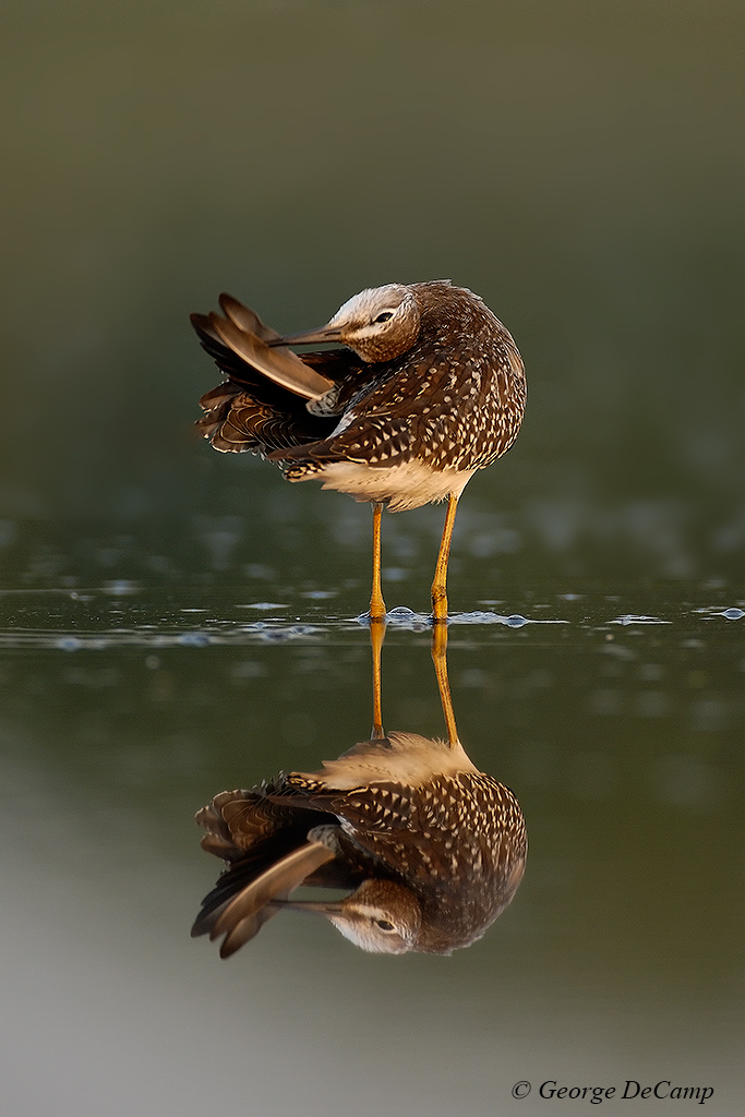 morning_preening.jpg