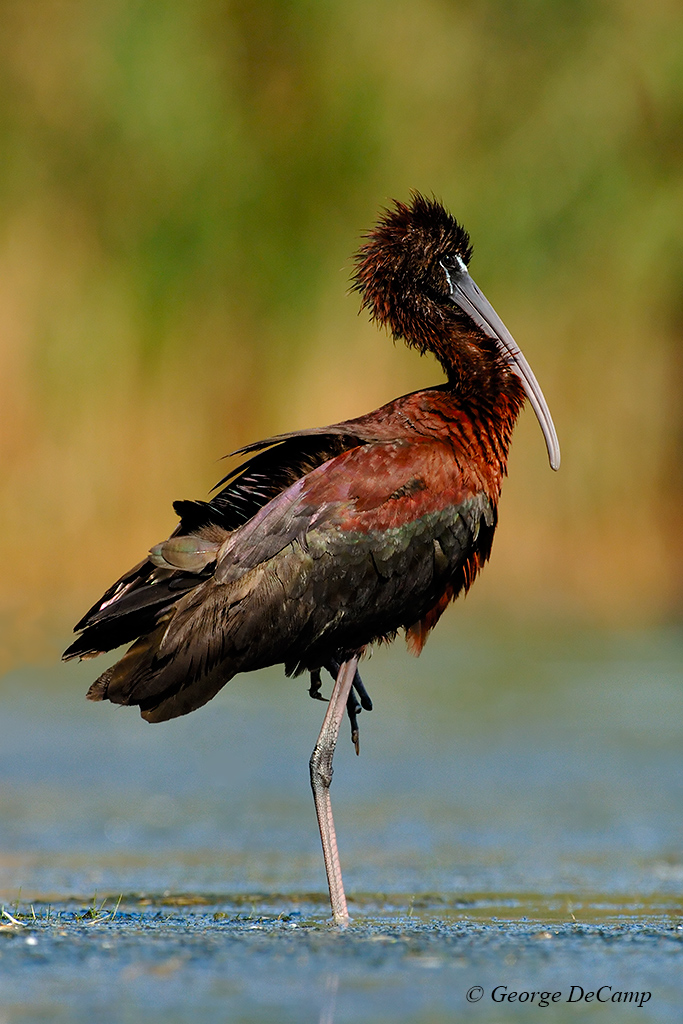 GlossyIbis.jpg